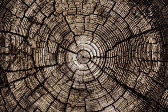 Growth rings in the cross-section of an old tree, one ring added each year